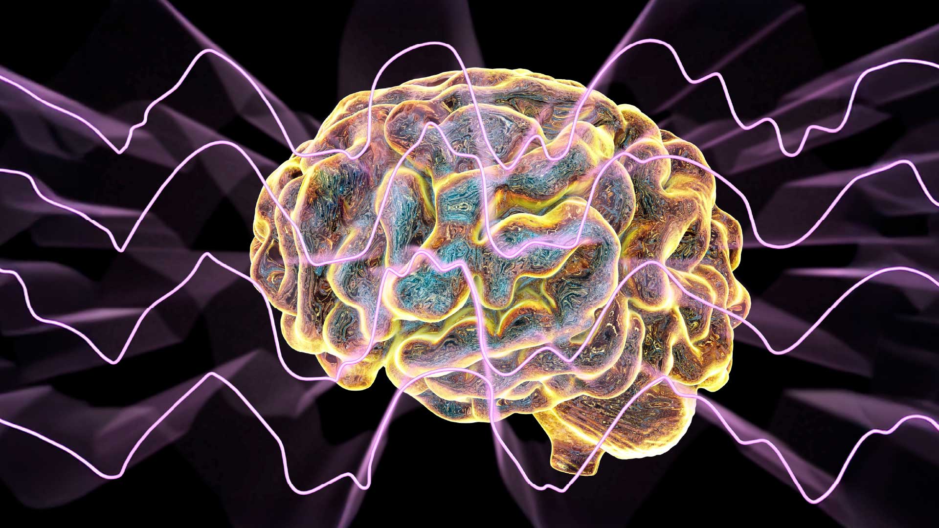 Brain